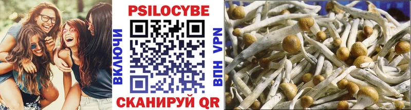 купить наркотики цена  Нижний Новгород  Псилоцибиновые грибы Psilocybine cubensis 
